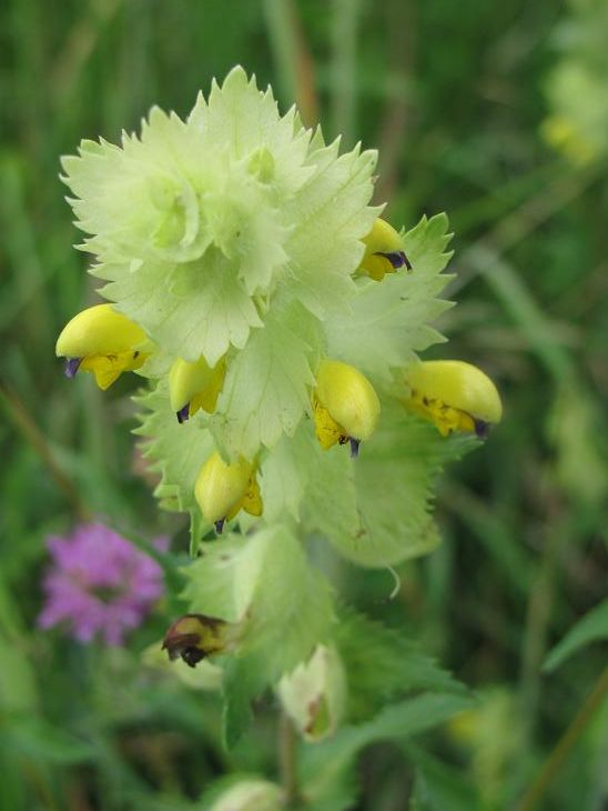 Rhinanthus alectorolophus / Cresta di gallo comune